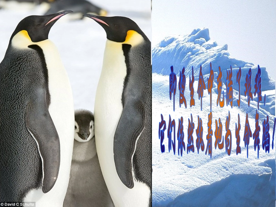 《热爱生命》_第3页