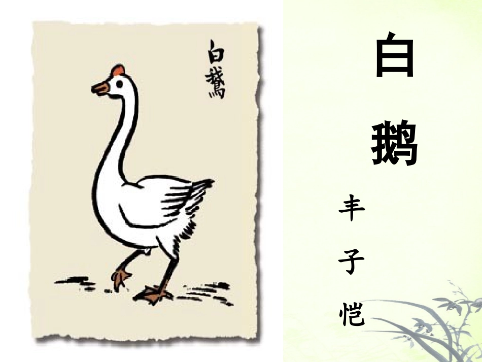 《白鹅》课件1_第1页