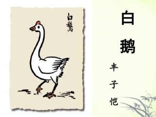 《白鹅》课件1