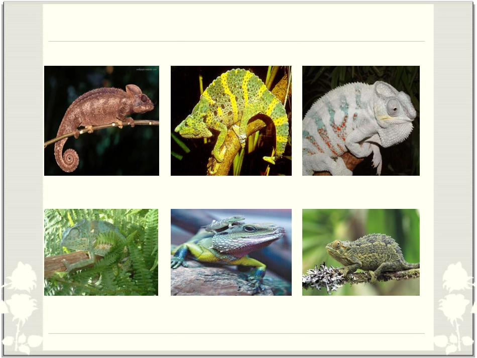 变色龙 (7)_第2页