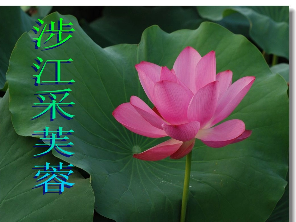 高中语文 涉江采芙蓉4课件 新人教版必修2 课件_第1页