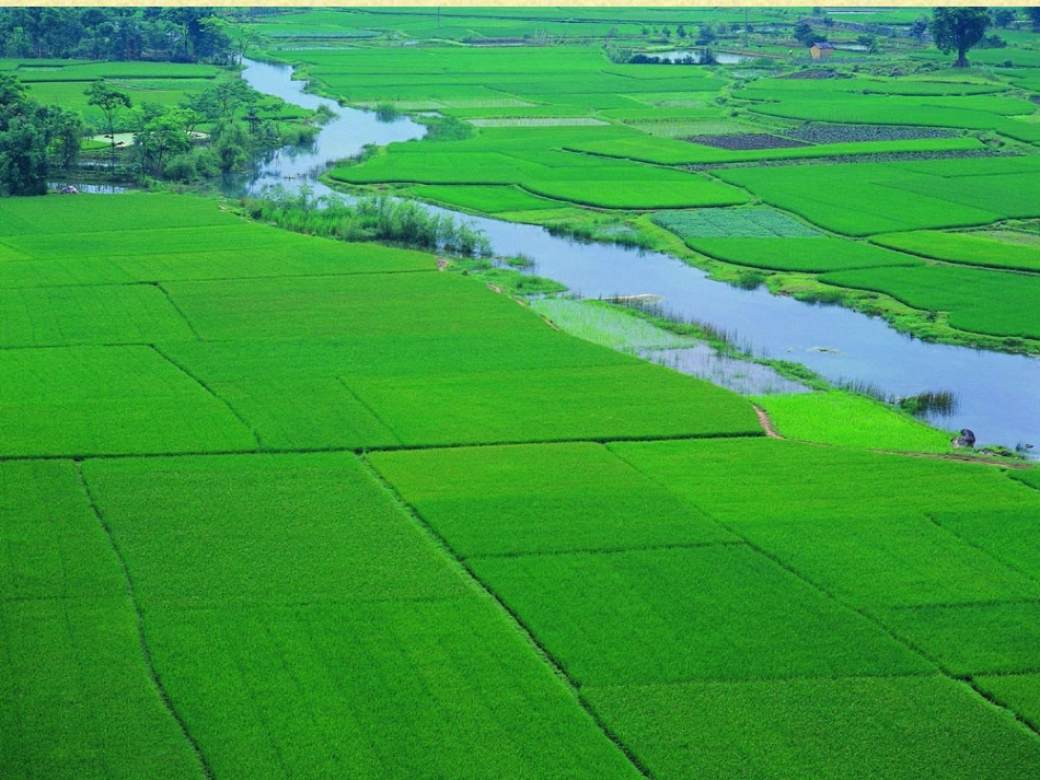 高一英语Unit19 Modern Agriculture 新课标 人教版 课件_第3页