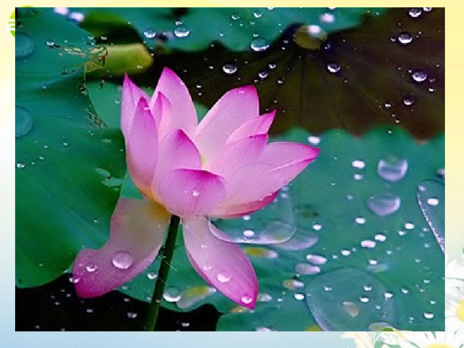 高中语文 第二单元第8课(涉江采芙蓉)课件 新人教版必修2 课件_第1页