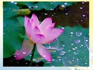 高中语文 第二单元第8课(涉江采芙蓉)课件 新人教版必修2 课件