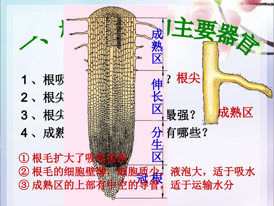 根对水分的吸收_第2页