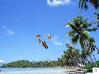 彩色的翅膀PPT课件