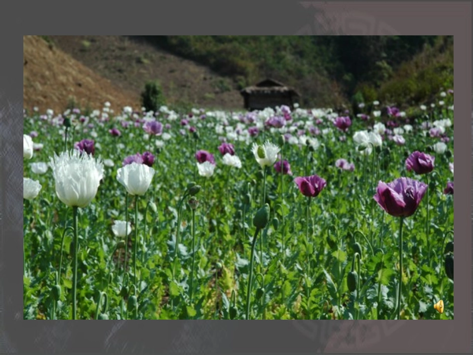 北师大版八上第一单元第1课鸦片战争的烽烟（共27张PPT）_第1页