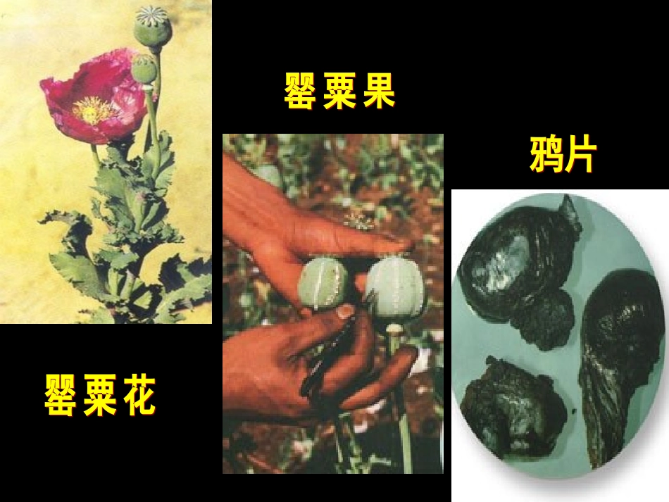 北师大版八上第一单元第1课鸦片战争的烽烟（共27张PPT）_第2页