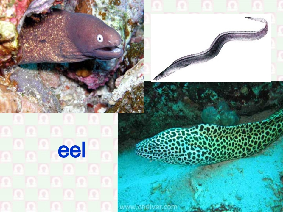 高二英语Unit3 a new dimension of life课件 新课标 课件_第3页