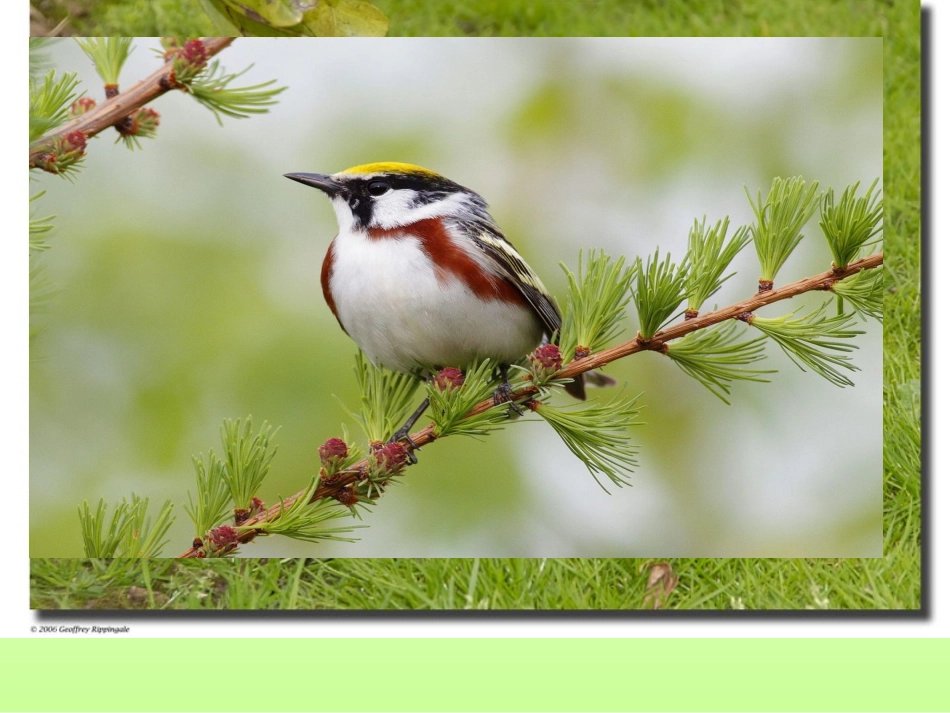 二年级语文上册识字七课件改(2)_第1页