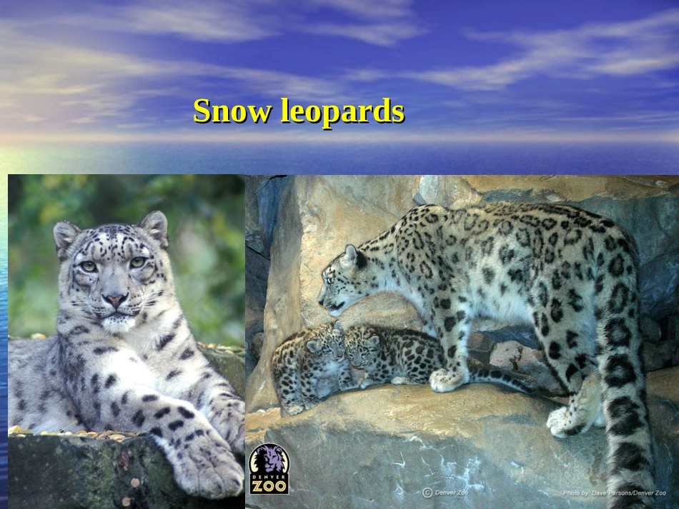 高中英语Unit 22 Lesson 2 Endangered Species 课件3北师大版选修8 课件_第3页