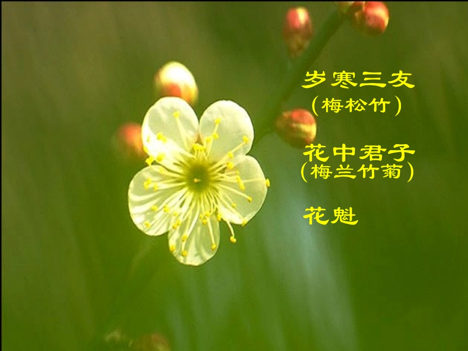 湖北省高二语文病梅馆记课件 人教版 课件_第2页