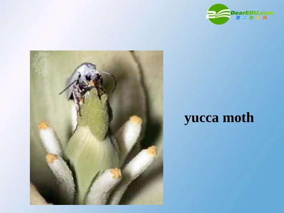 高中英语 Unit4Exploring plants-Reading task课件 新人教选修9 课件_第3页