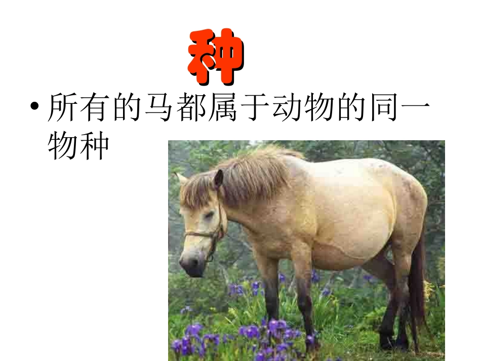 第二节  从种到界 八年级生物上第一章根据生物的特性进行分类第二节从种到界课件人教版 八年级生物上第一章根据生物的特性进行分类第二节从种到界课件人教版_第3页