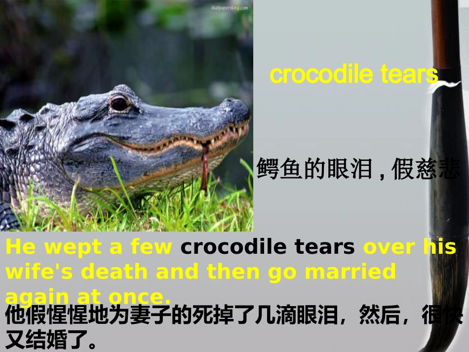 高三英语 unit 4 reading module 9课件_第3页