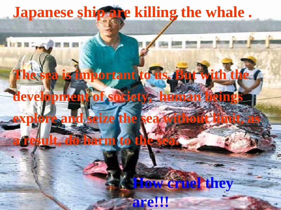 高中英语 Unit 7 The sea Lesson 26 Protecting the Sea课件 北师大版必修3 课件_第3页