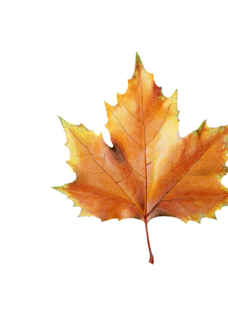 彩铅手绘植物_第2页