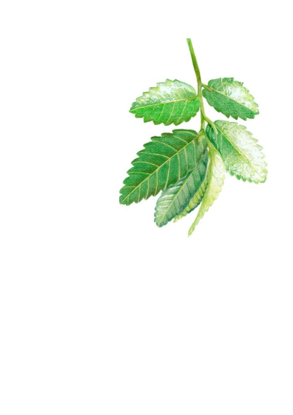 彩铅手绘植物_第3页