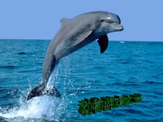 高中语文(动物游戏之谜)课件 新人教版 课件