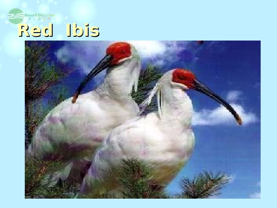 高中英语 Module 6 Writing -Saving the Red Ibis精品课件 外研版必修5 课件_第3页