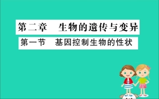 版八年级生物下册 第七单元 生物圈中生命的延续和发展 第二章 生物的遗传和变异 1 基因控制生物的性状训练课件 (新版)新人教版 课件
