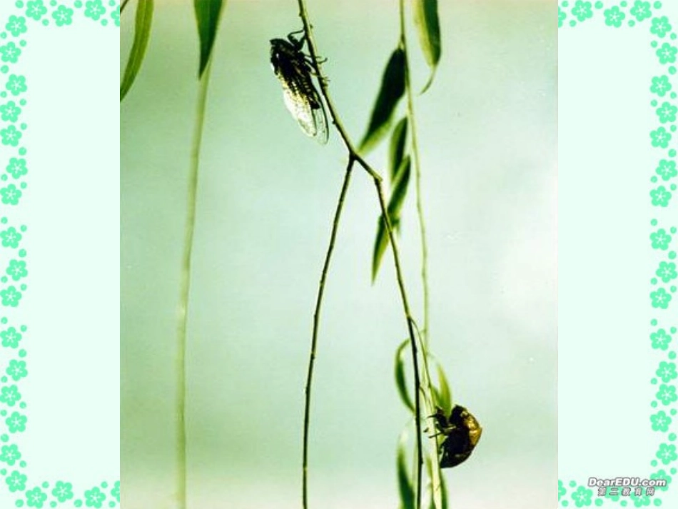 高一语文我的邻居胡蜂课件 苏教版 课件_第2页