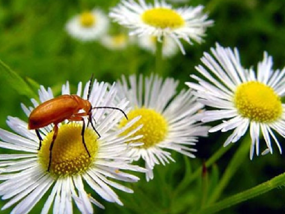 高一语文我的邻居胡蜂课件 苏教版 课件_第3页