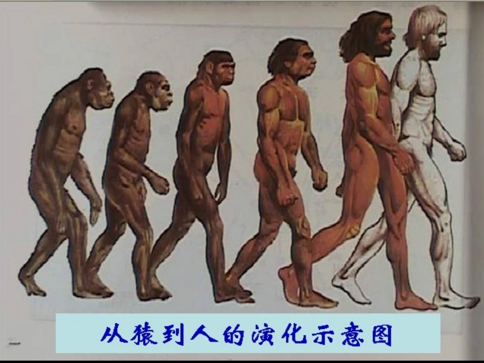 第一课 祖国境内的远古居民 七年级历史上第一单元课件(人教版)_第2页