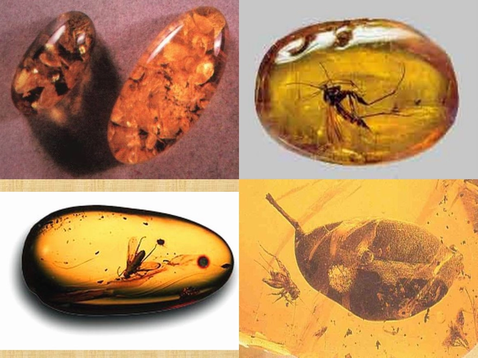 奇异的琥珀课件_第2页