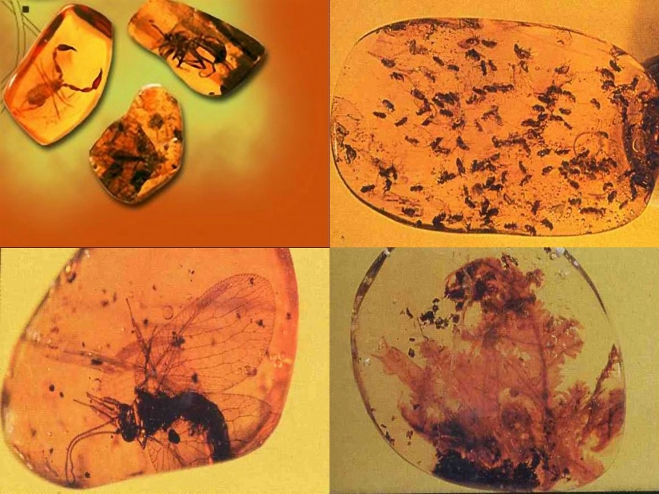 奇异的琥珀课件_第3页