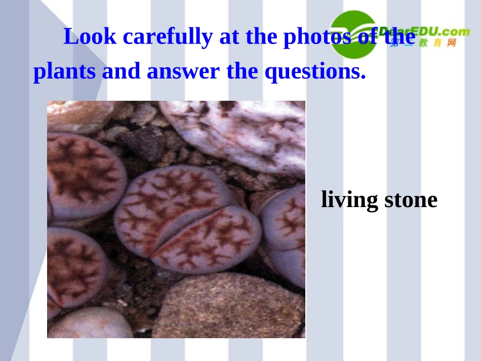 高中英语 Unit4Exploring plants-Listening课件 新人教选修9 课件_第3页