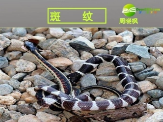 高中语文 第一专题(斑纹)课件 苏教版必修5 课件