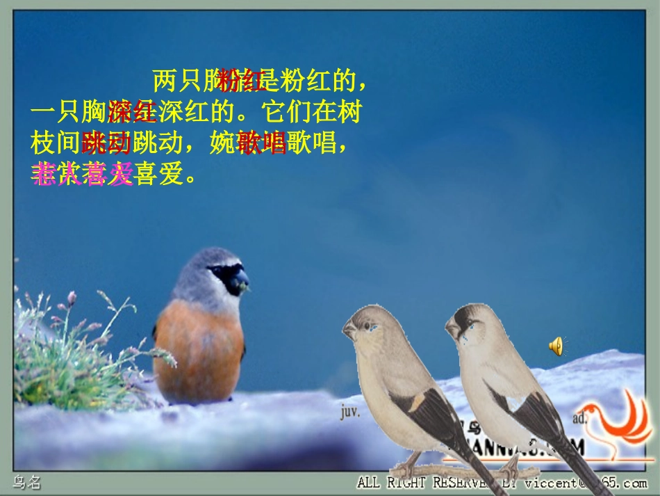 大渠小学杨倩《灰雀》_第3页