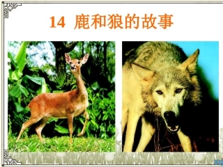 鹿和狼的故事刘琳琳