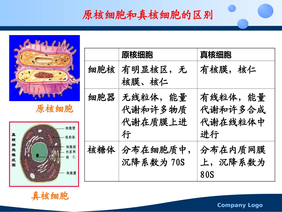 原核生物的细胞结构_第2页