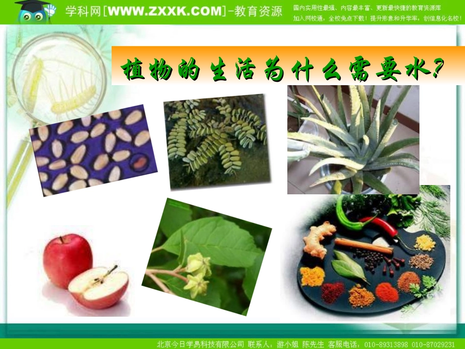 绿色植物的生活需要水1 七年级生物上册：绿色植物的生活需要水课件(新人教版)_第3页