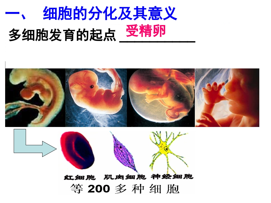 第二节细胞的分化_第2页