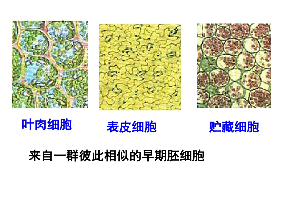 第二节细胞的分化_第3页