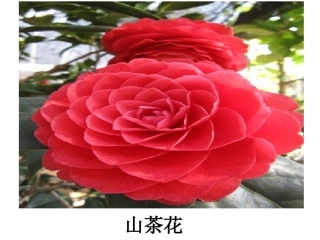 花草树木点头笑讲课用