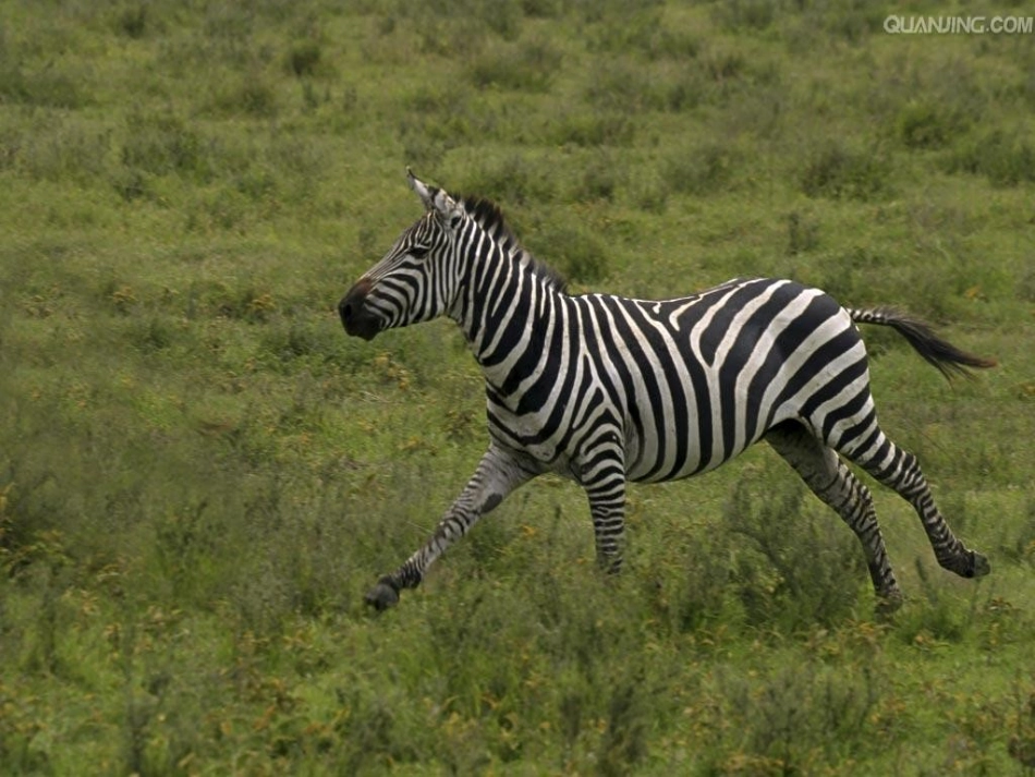 二年级下册美术课件《点线面》_第2页