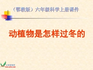 《动植物是怎样过冬的》课件