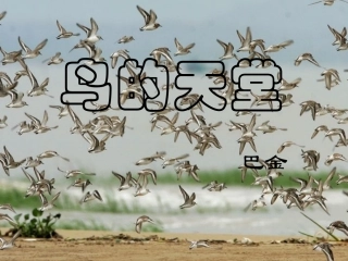 课件-3《鸟的天堂》