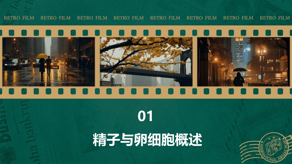 精子与卵细胞结合形成受精卵课件_第3页