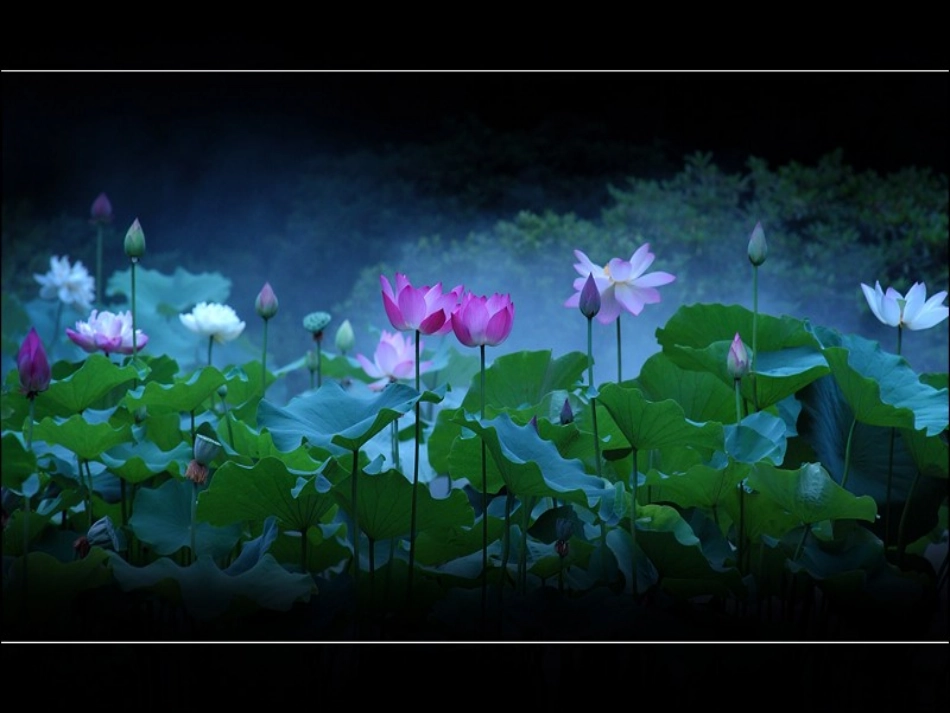 荷叶圆圆课件公开_第3页