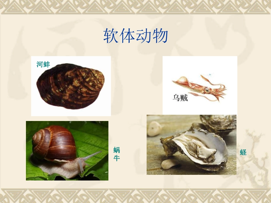 软体动物和节肢动物 (2)_第2页