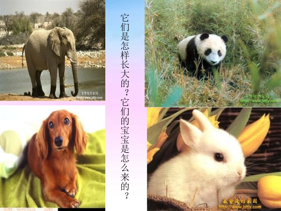 科学活动：有生命和无生命_第2页