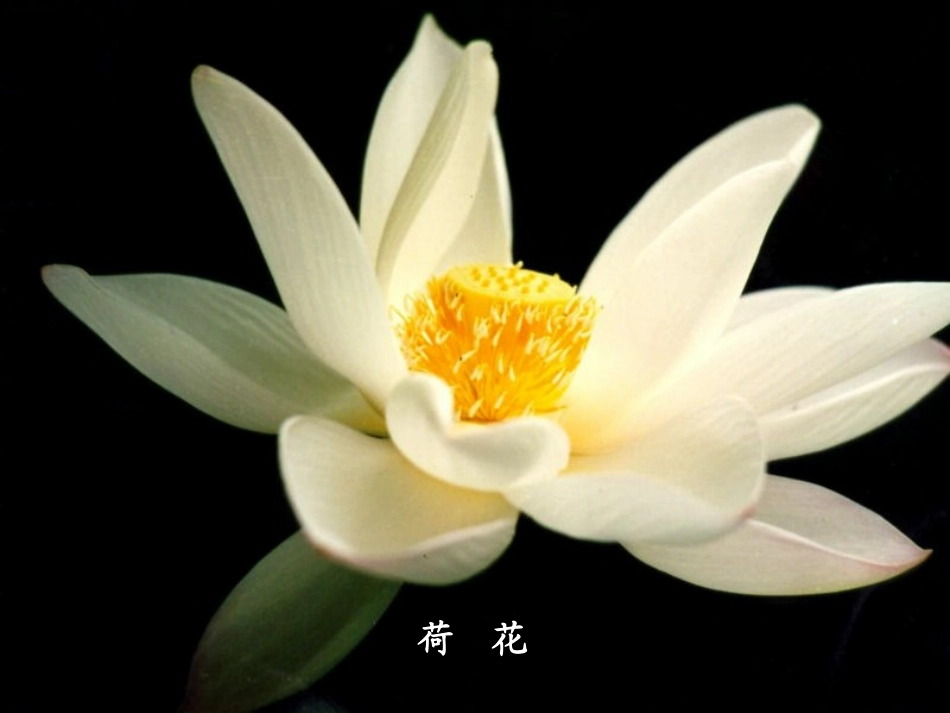 （人教新课标）三年级语文上册课件花钟6_第3页