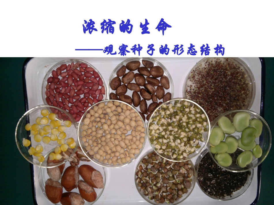 观察种子的形态结构_第1页