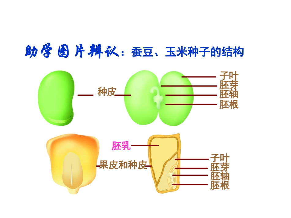 观察种子的形态结构_第2页