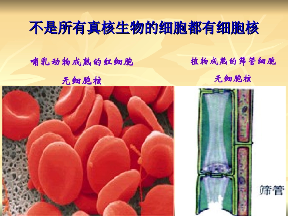 细胞核——系统的控制中心_第3页